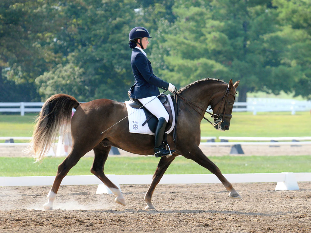 Dressage Live Betting Sites 2026 featured image